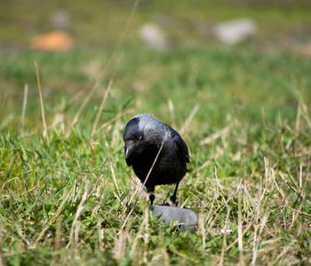在草地上的乌鸦