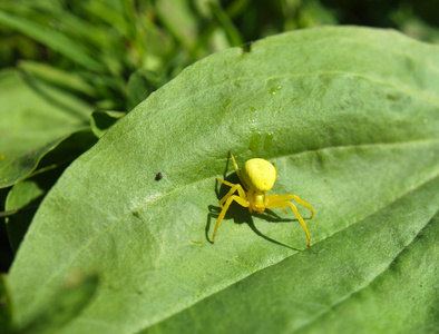 在植物上的黄色蜘蛛
