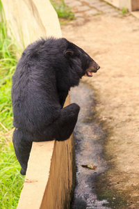 特写背面视图大黑熊爬过栅栏在越南的热带公园动物园