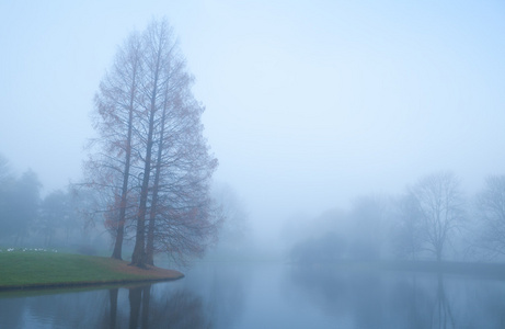由湖期间秋雾中的树