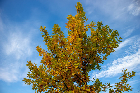 在秋天的黄色树