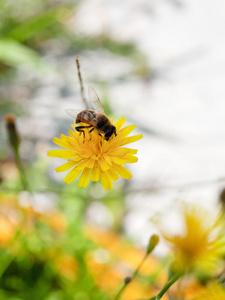 饲料从黄色花的花蜜的蜜蜂图片