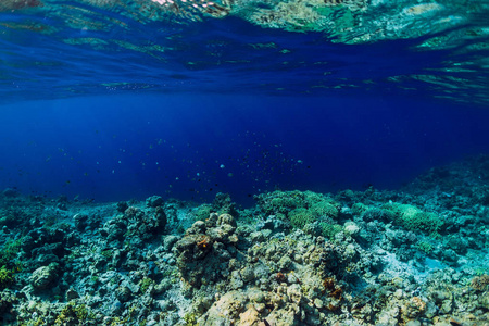 热带水下世界与珊瑚和鱼学校。热带蓝色海洋