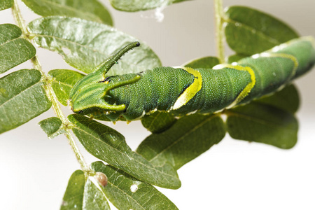 普通 nawab 蝶 Polyura athamas 在寄主植物叶上行走第五步的毛虫, 龙头