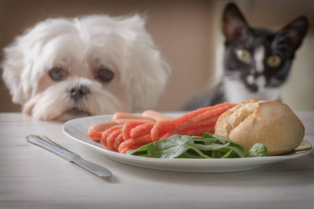 逗人喜爱的狗和猫要求食物