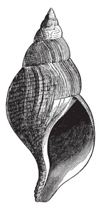 Neptunea 属是北大西洋的常见 fusoid 腹足类, 复古线条画或雕刻插图