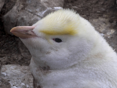 极稀有白色, 凤冠企鹅, Eudyptes chrysocome, 海狮岛, 福克兰群岛马尔维纳斯