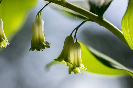 黄精竹白森林花开花, 春季野生开花植物茎绿色叶子