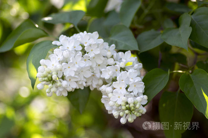 丁香木犀科橄榄家族开花植物, 落叶灌木, 白色花朵和绿色叶子在阳光下