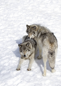 木材狼或灰狼 犬的狼疮, 孤立的白色背景, 木材狼包站在下降的雪在加拿大