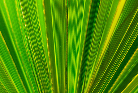 棕榈叶抽象背景