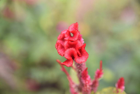 菲律宾圣地亚哥市花园的特写鲜花