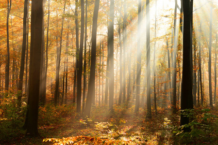 秋天森林里美丽的阳光在清晨