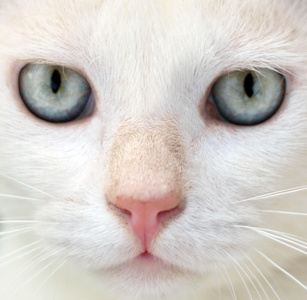 白色与蓝色的眼睛画像猫