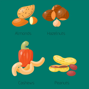 不同果仁榛子杏仁花生核桃美味腰果种子矢量插图