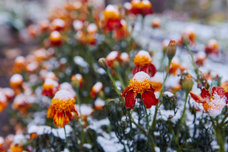第一场雪覆盖了秋花。花瓣在低温下结冰和死亡。未来的冬冷的概念, 告别夏天