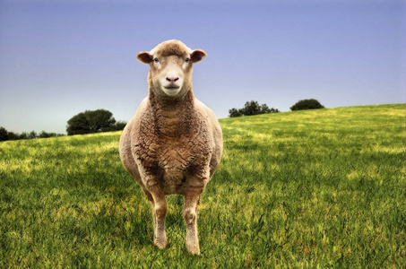 田野里的孤羊图片