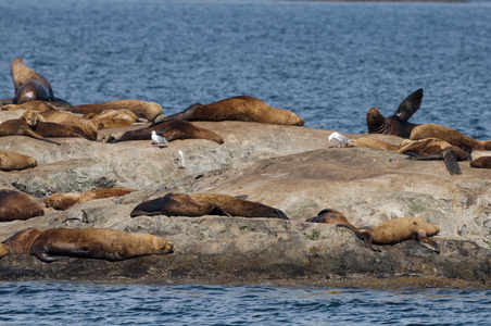 海狮惠蒂尔阿拉斯加附近的一块岩石上休息