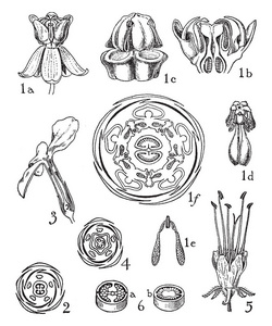 在这个图像显示花瓣, 柱头, 花药, 和子房这是花的内部部分。在这个图像显示花卉零件, 复古线条画或雕刻插图