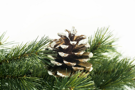 特写镜头在杉木树枝上的松树锥在圣诞节装饰, 查出在白色背景。拍摄在工作室