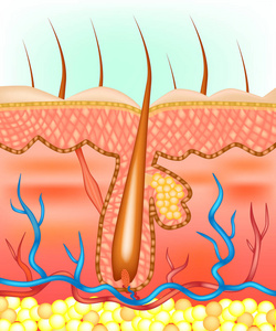毛囊的解剖学图解