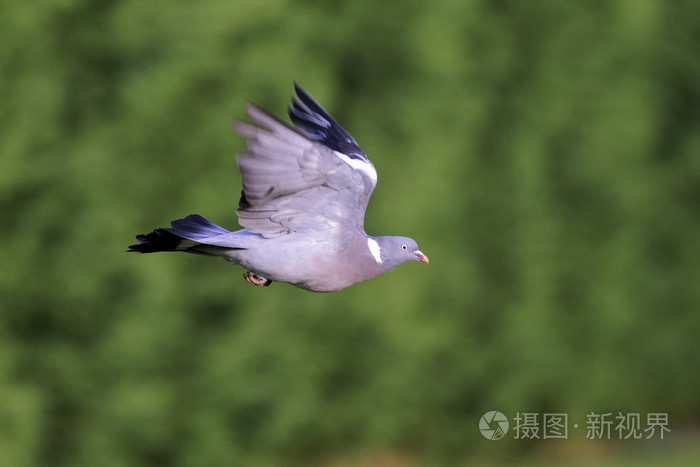 木头鸽子天鸽座palumbus