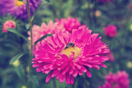 一只蜜蜂在花翠菊