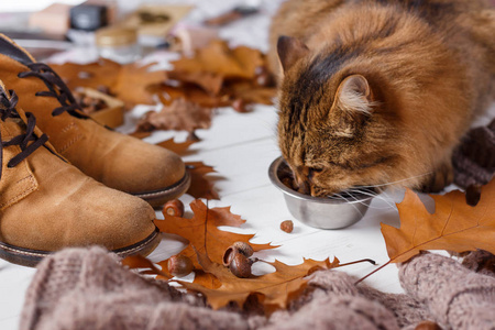 年轻的猫吃一盘食物