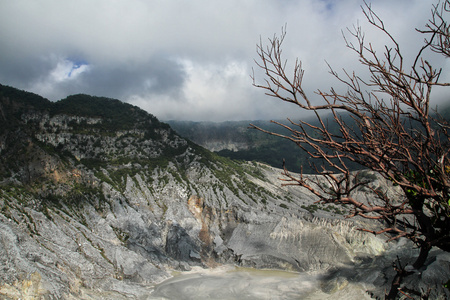 人工林和山