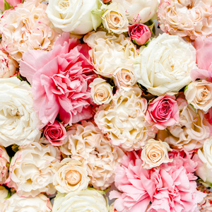 粉红色和米色的玫瑰芽的质地在白色背景下分离。公寓的位置, 顶部的看法。花的框架。花卉背景