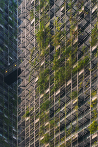 覆盖着绿色植物的现代摩天大楼的门面