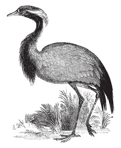 蓑羽是在欧亚大陆中部发现的一种鹤种, 复古线条画或雕刻插图