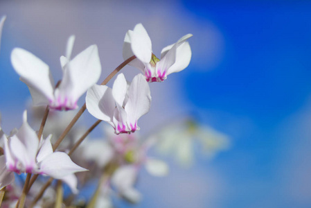 野生仙客来的白花或阿尔卑斯紫色特写对蓝天