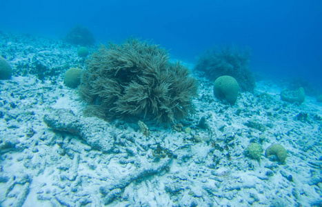 珊瑚生活加勒比海洋水下图片