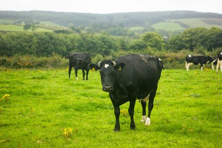 绿色草地上的黑牛斑点