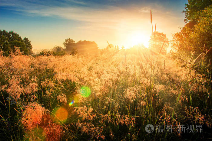 春天自然背景.在地平线上有生动的太阳的早晨.夏日草地的阳光景观