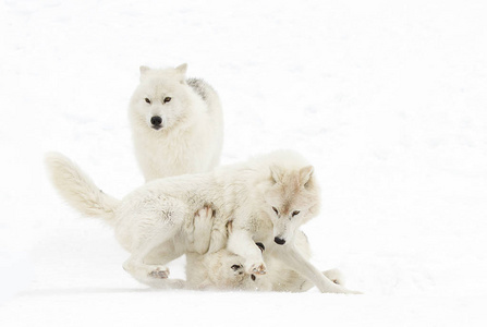 北极狼 arctos 在冬天雪加拿大演奏