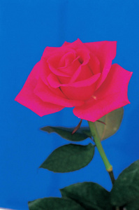 一个美丽的红玫瑰