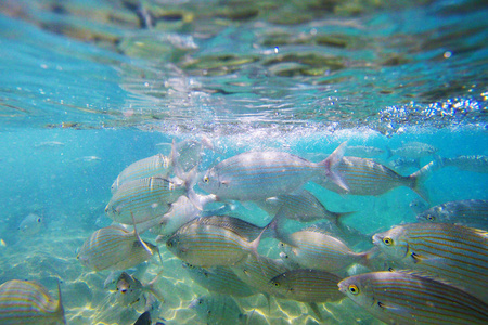 野生的 Salema  Sarpa 帕在海洋