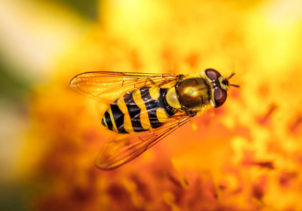 黄蜂收集花蜜从花还阳阿尔宾娜