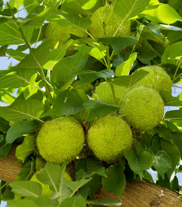 maclura ayrantiaca 树与绿色果品