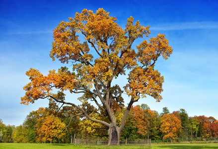秋天一棵树与明亮叶面喷施蓝蓝的天空背景