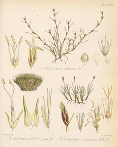 Chaetospora 酸枣Alepyrum 螺旋体Chaetospora 黄果厚南极航行的植物学1844伦敦