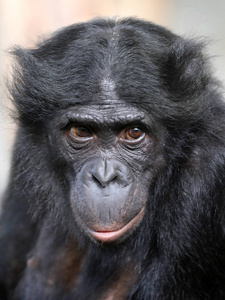 倭黑猩猩猴子在自然栖息地图片