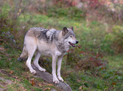 在加拿大秋季矗立在峭壁上的孤木狼或灰狼 大犬狼疮