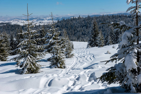 圣诞背景, 冬季风景雪覆盖森林