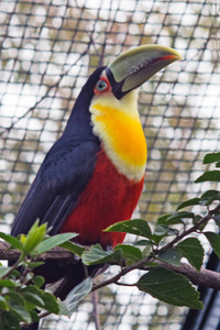 绿色收费的巨嘴鸟 Ramphastos dicolorus, 或红色排扣巨嘴鸟