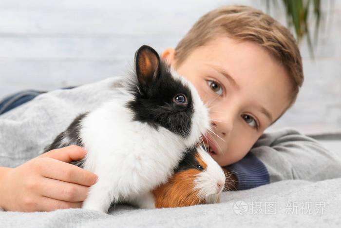 男孩与滑稽的几内亚猪和兔子