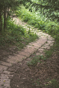 简单的乡村砾石路在夏天在农村与树木周围