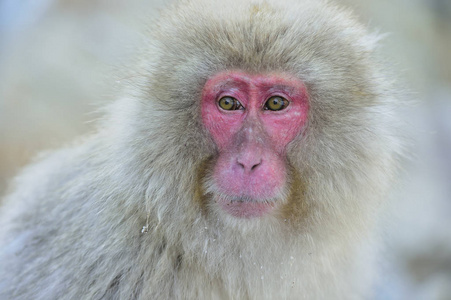 雪猴在冬天的季节。日本猕猴 科学名称 猕猴猕猴, 也被称为雪猴